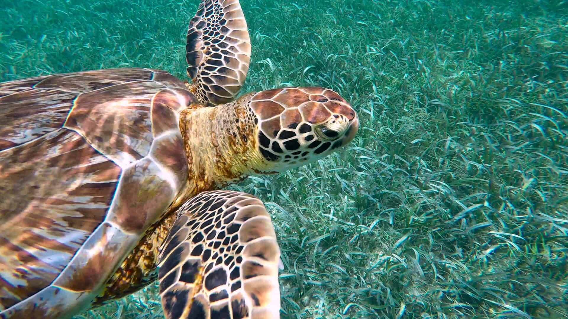 Green sea turtle over seagrass in Belize — OFI expedition archive