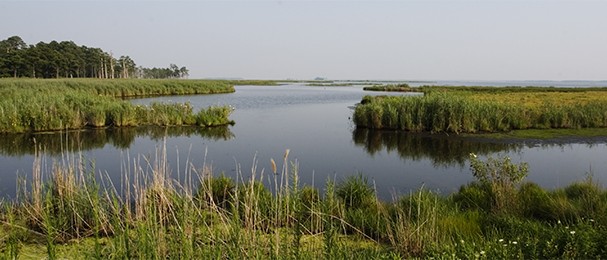 blackwatermarsh-620z260-Mike-Land
