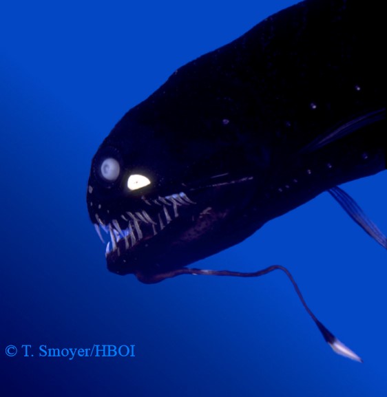 Black Dragonfish Bioluminescence