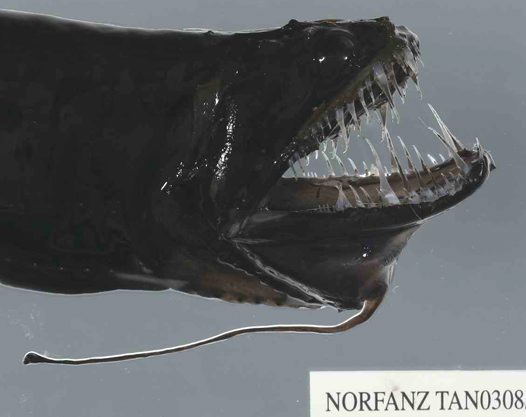 Head of a Black Dragonfish collected on the NORFANZ expedition at a depth of approximately 1000 m, May 2003.