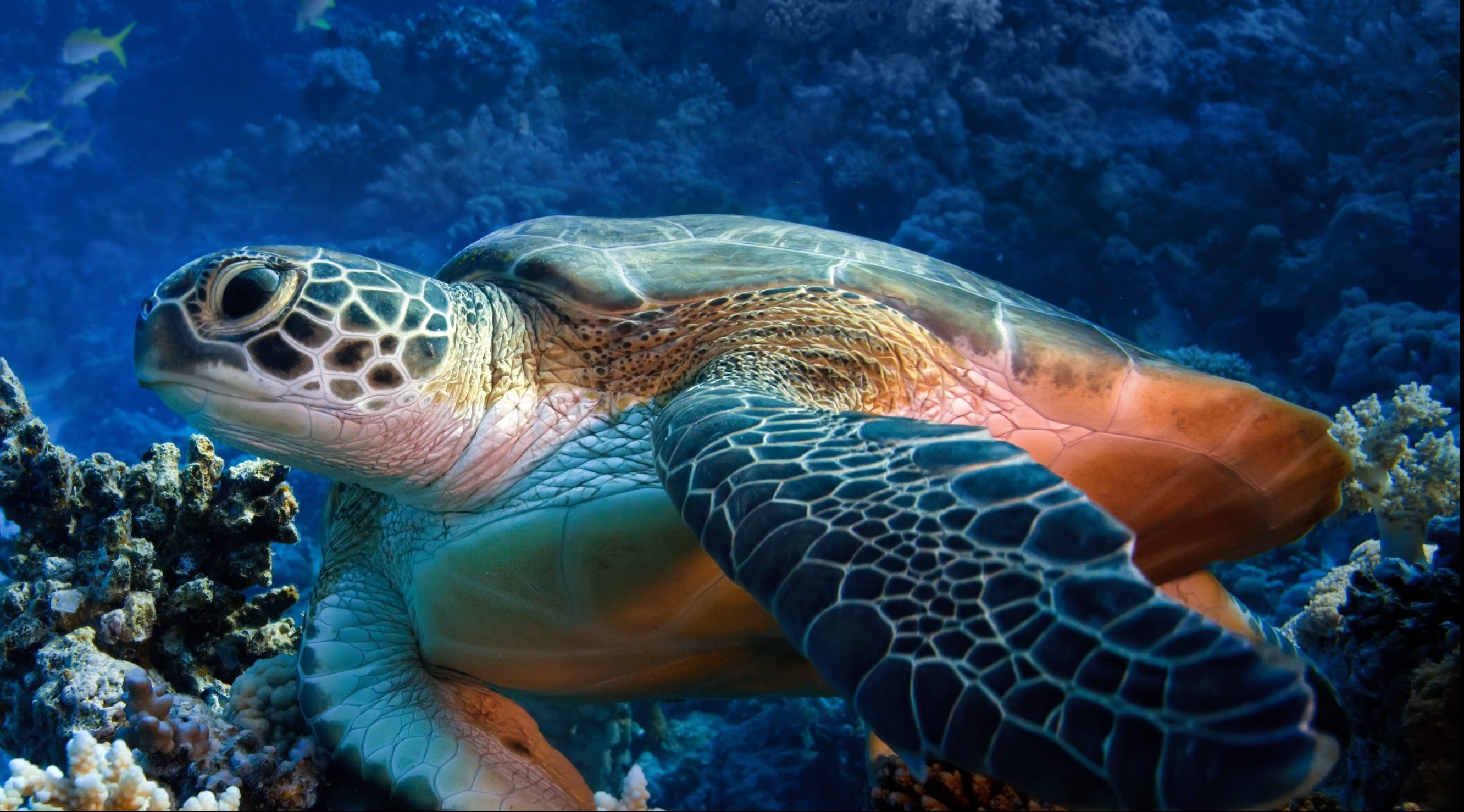 The Story of the Sea Turtle Webinar