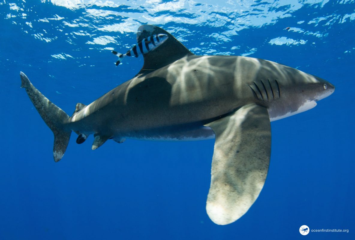 Creature Feature: Oceanic Whitetip Shark | Ocean First Institute