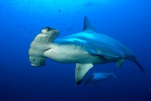 WHY DO HAMMERHEAD SHARKS HAVE THE WEIRD HEAD SHAPE?