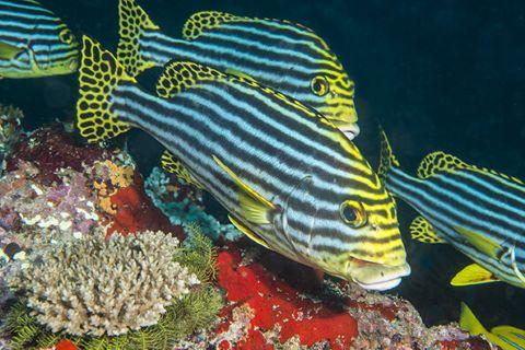 Ocean Literacy