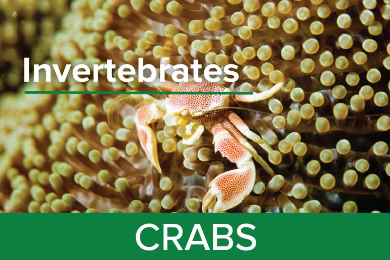 Crabs