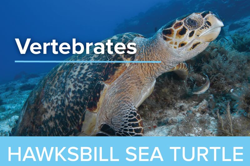 Hawksbill Sea Turtles