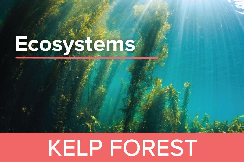 Kelp