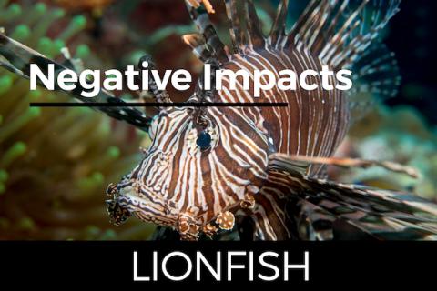 Lionfish