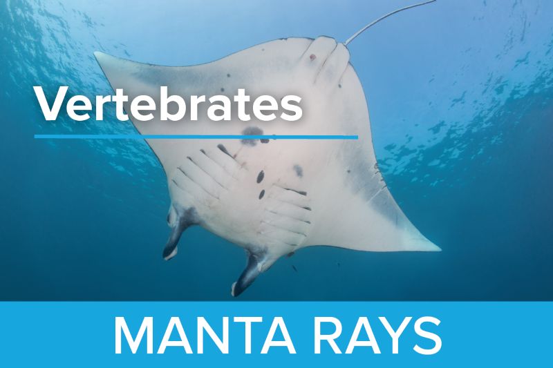Manta Rays