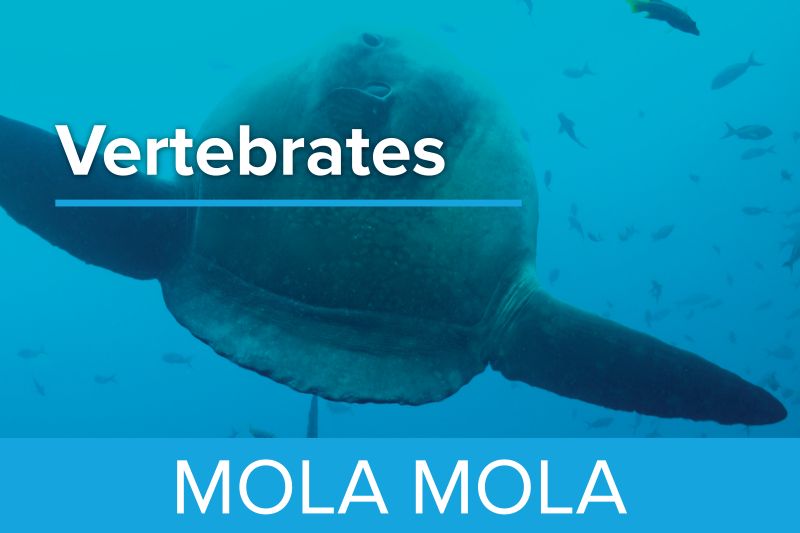 Mola Mola