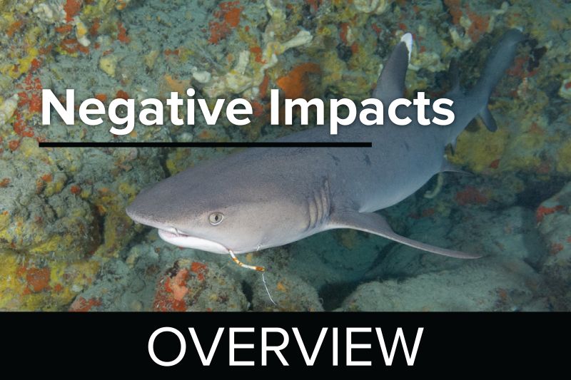 Negative Impacts