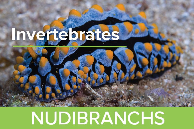 Nudibranchs
