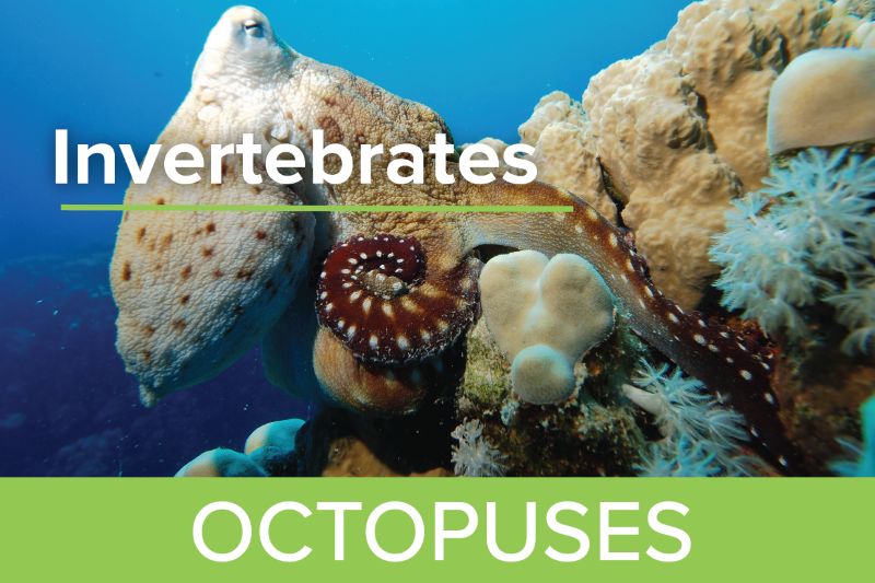 Octopuses