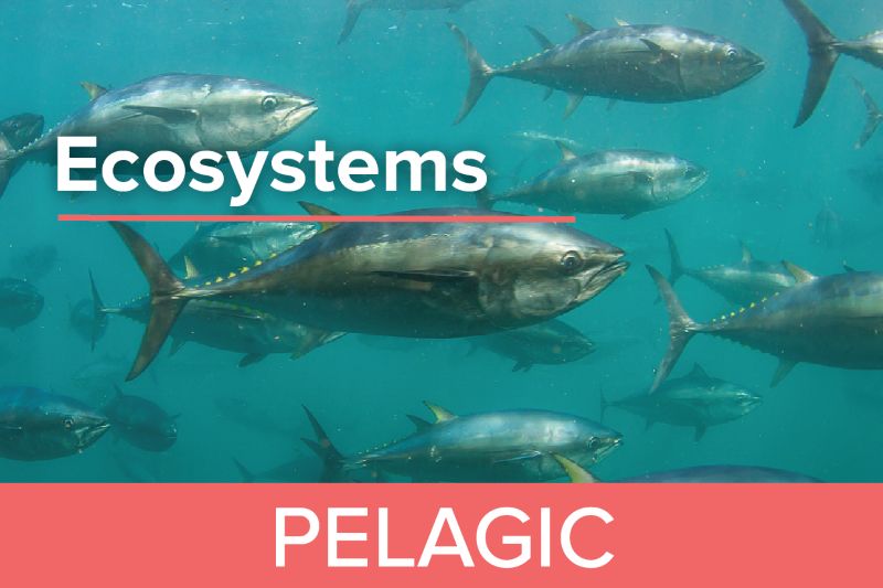 Pelagic Zone