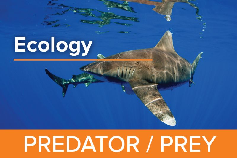 Predator Prey