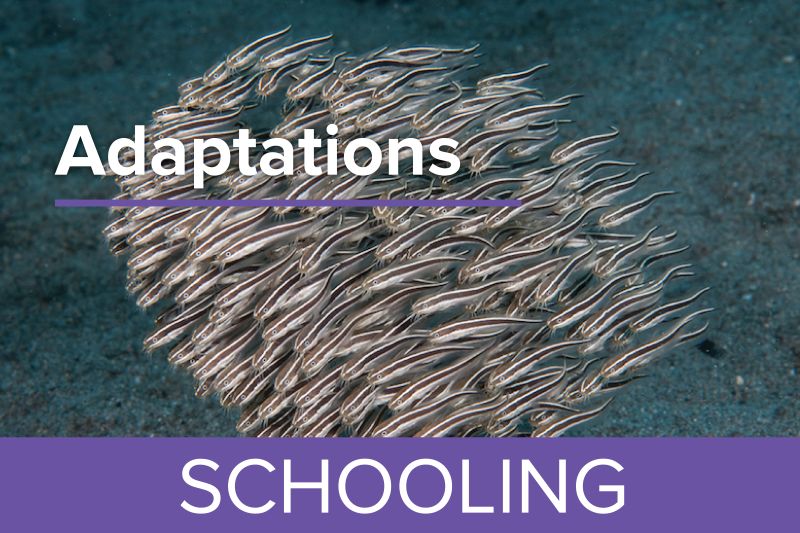 Schooling