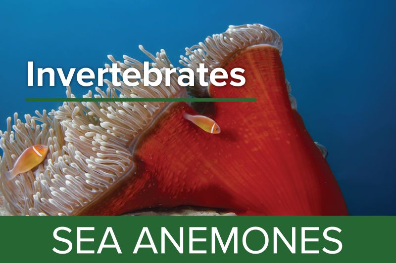Sea Anemones