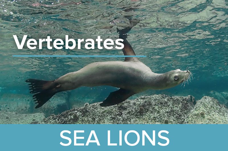Sea Lions