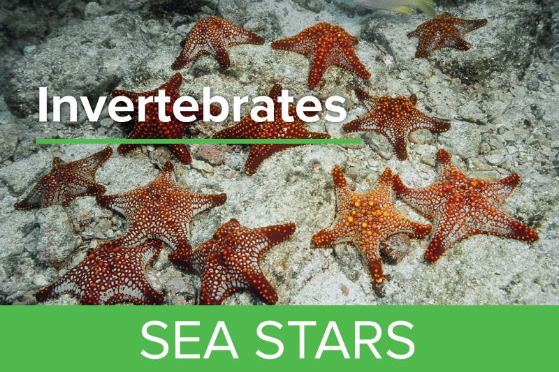 Sea Stars