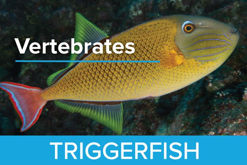 Triggerfish