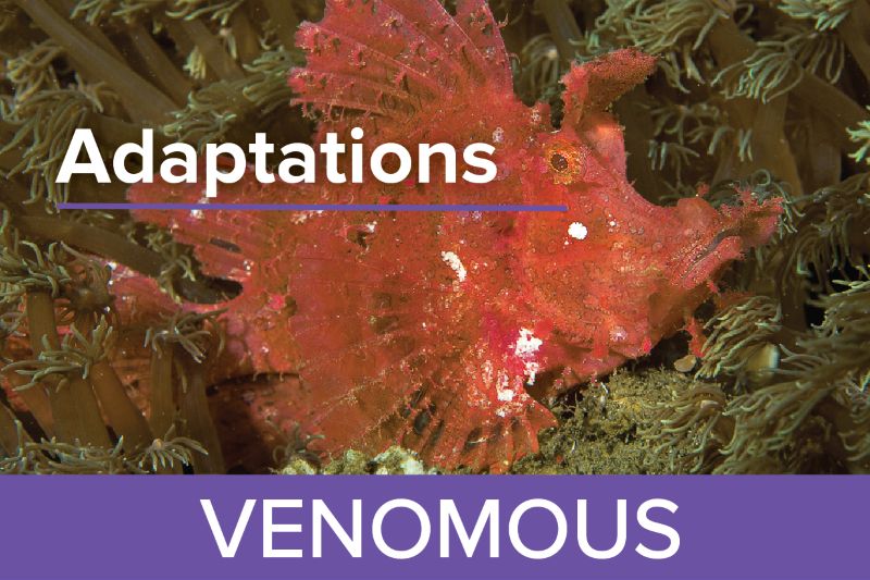 Venomous