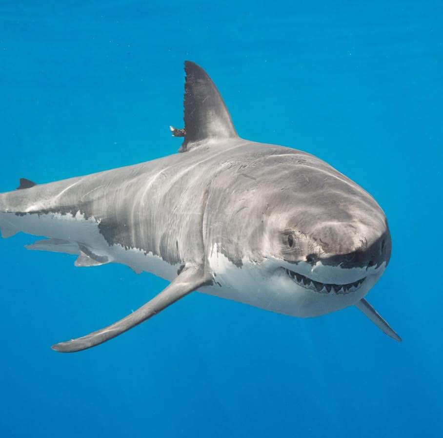White Shark Project