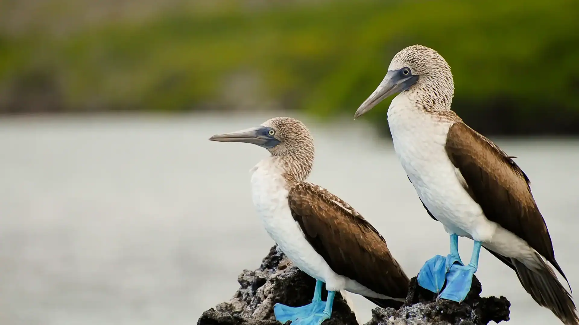 Two blue-footed boobies perched on volcanic rock in the Galápagos