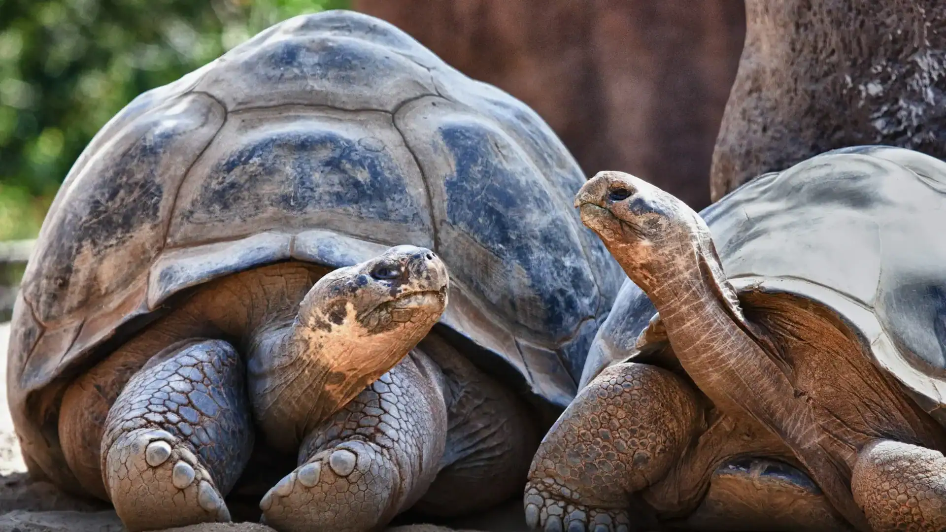 Galápagos giant tortoises
