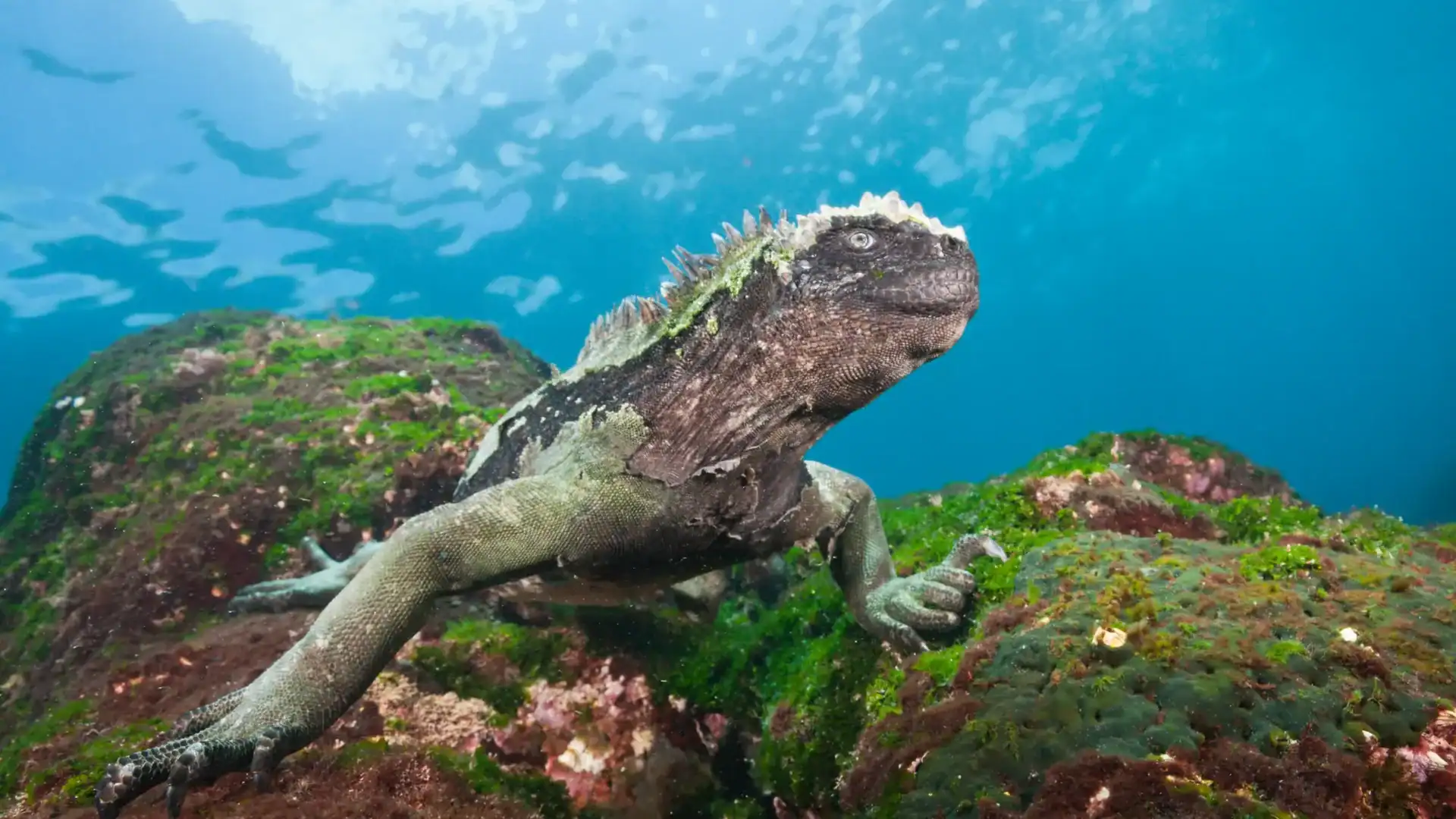 Marine iguana underwater