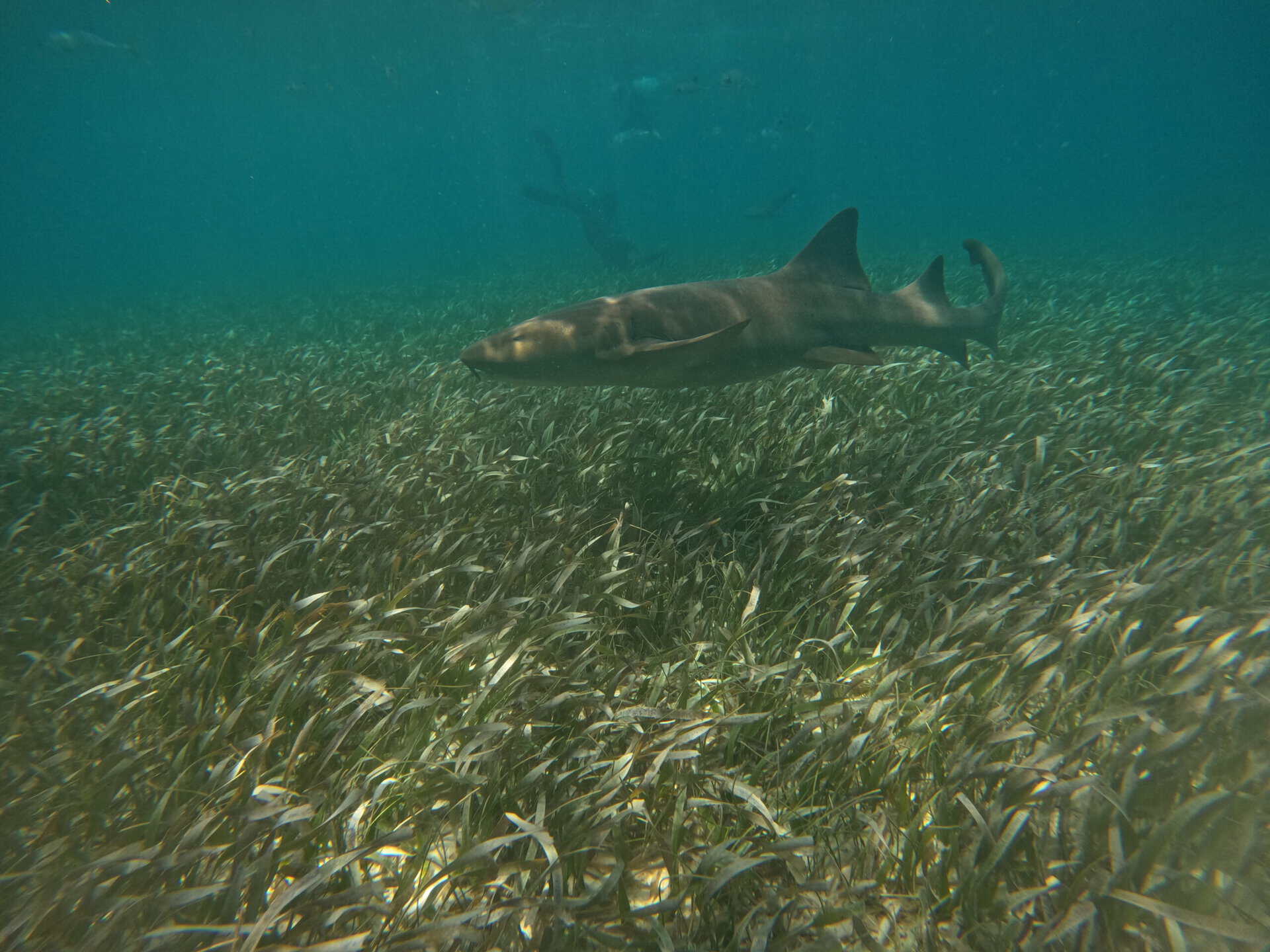 Shark swimming over a seagrass meadow during the Belize 2026 expedition